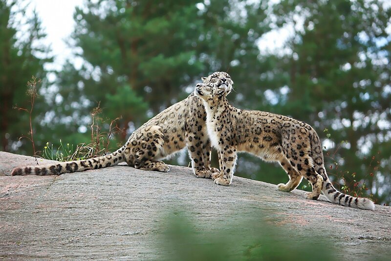 Two Snow Leopards on Rock — Gray, Natural