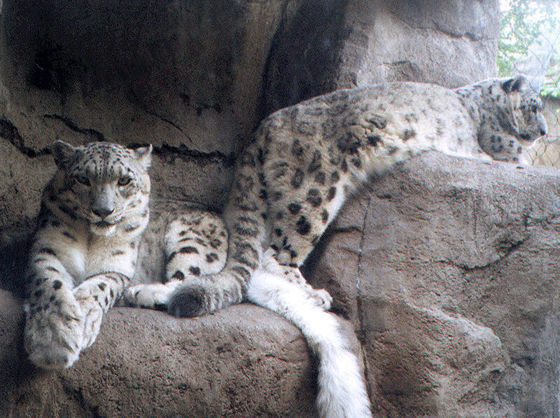 Two Snow Leopards on Rock — Gray