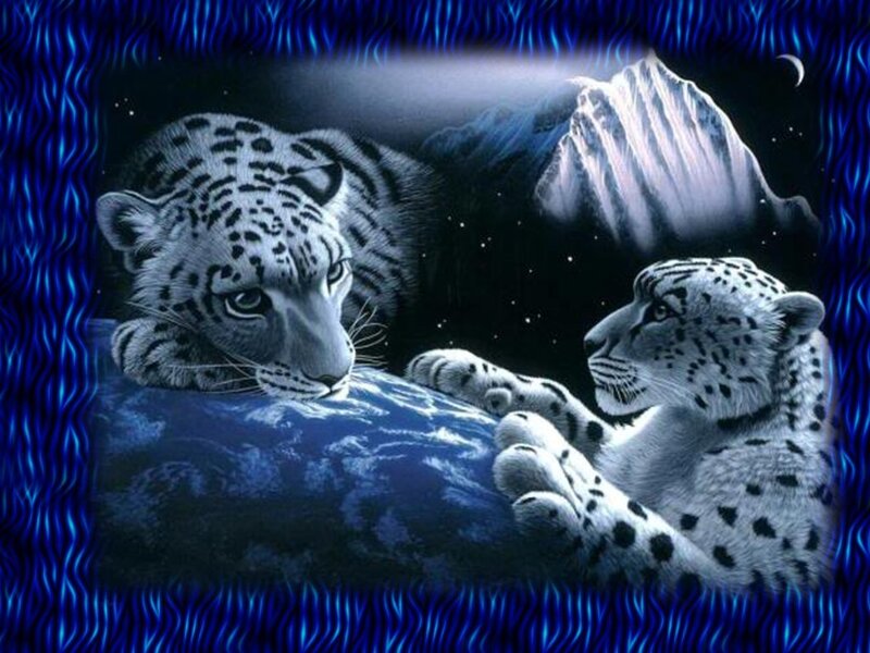 Two Snow Leopards on Rock