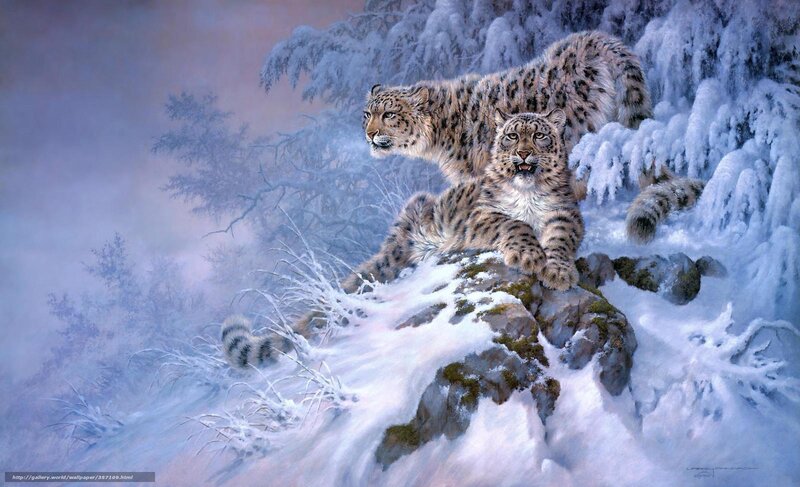 Two Snow Leopards on Rock — White