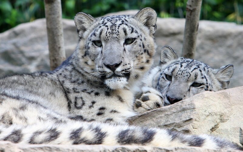 Two Snow Leopards Resting