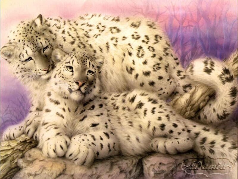 Two snow leopards resting together