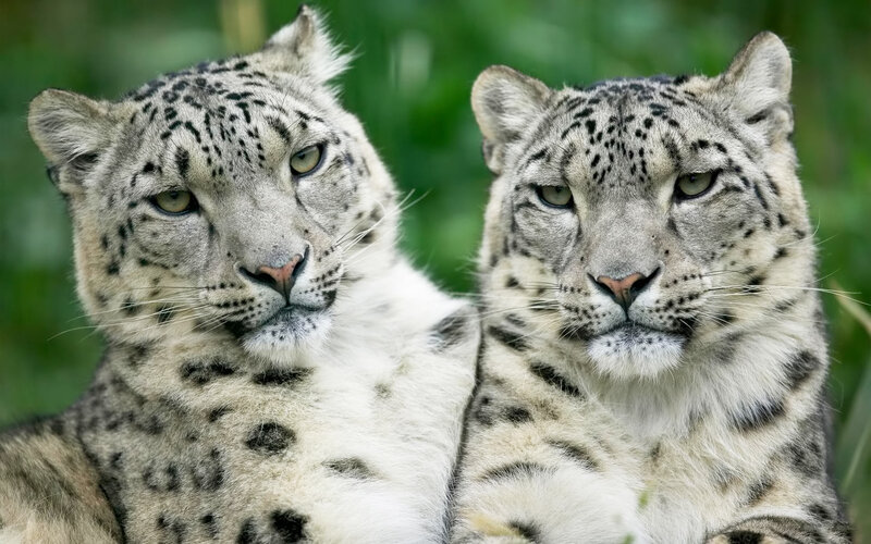 Two Snow Leopards