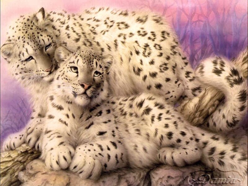 Two Snow Leopards — White, Calm, Illustration