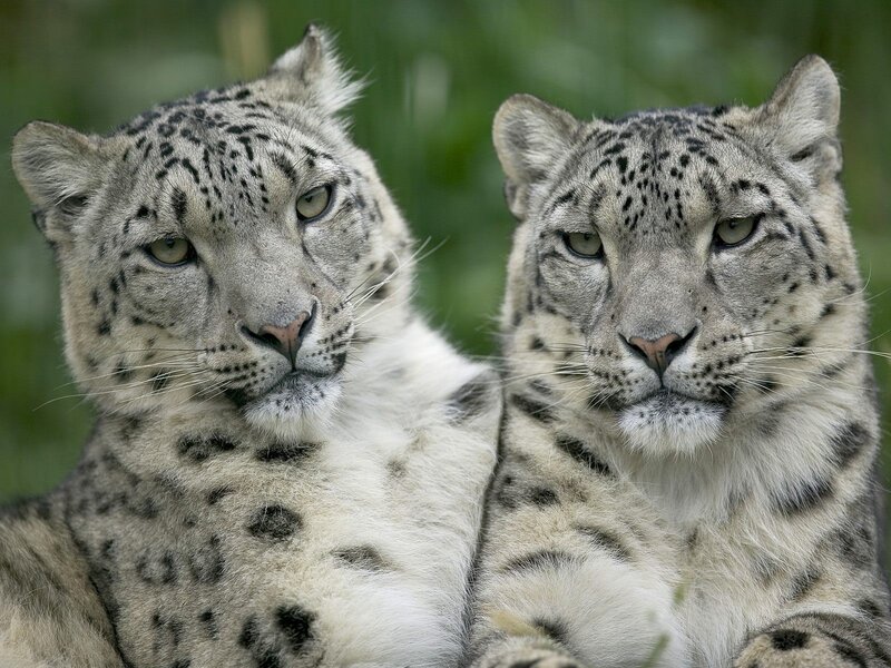 Two Snow Leopards — White, Calm, Photograph, Green Foliage