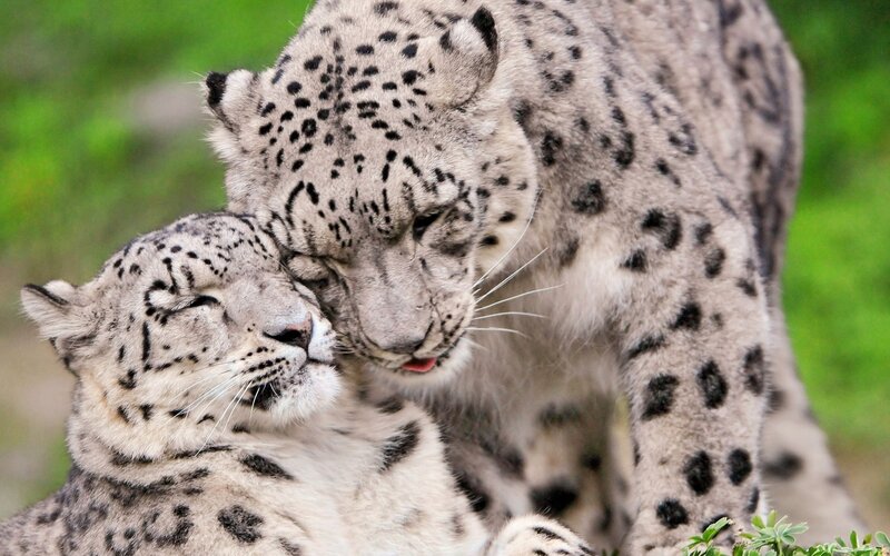Two Snow Leopards — White, Calm, Photograph, Green Grass