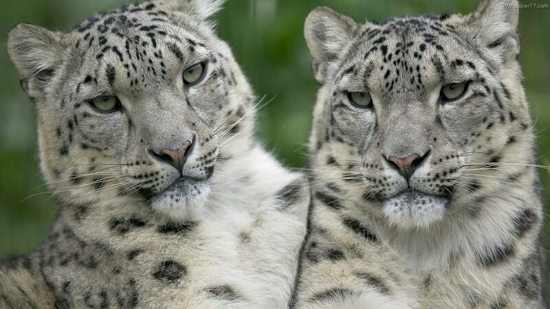 Two Snow Leopards — White, Calm
