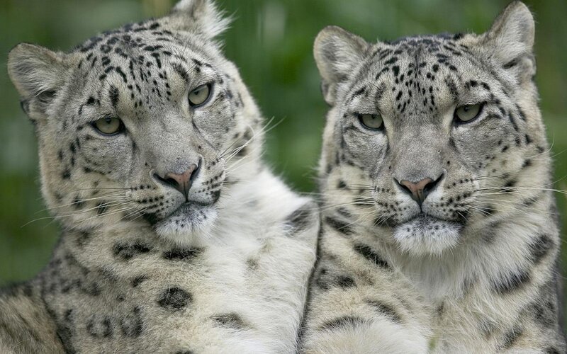 Two Snow Leopards — White, Green Foliage