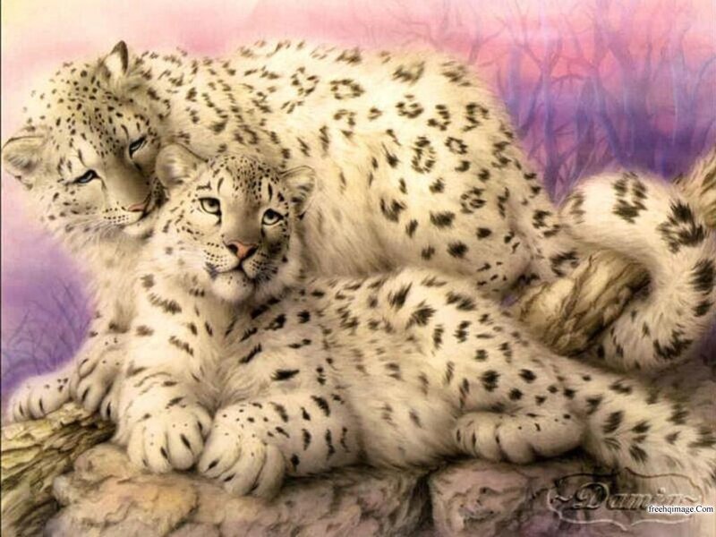 Two Snow Leopards — White, Serene