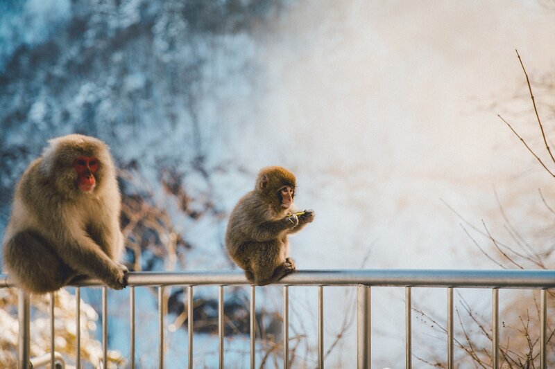 Two Snow Monkeys — Brown