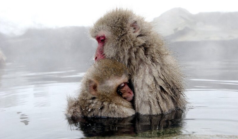 Two Snow Monkeys — Gray