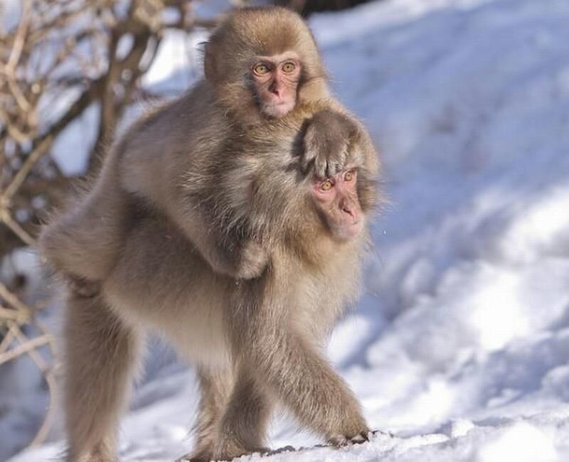 Two Snow Monkeys in Snow