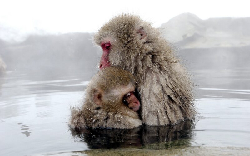 Two Snow Monkeys in Water