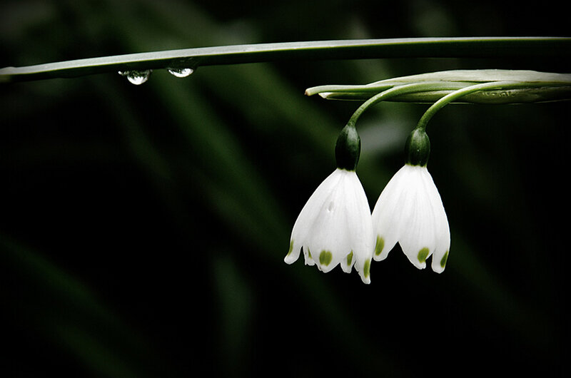 Two Snowdrop Flowers