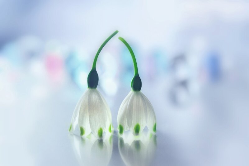 Two Snowdrop Flowers — White, Serene