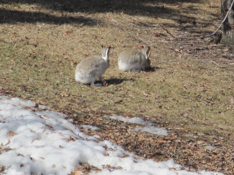 Two Snowshoe Hares