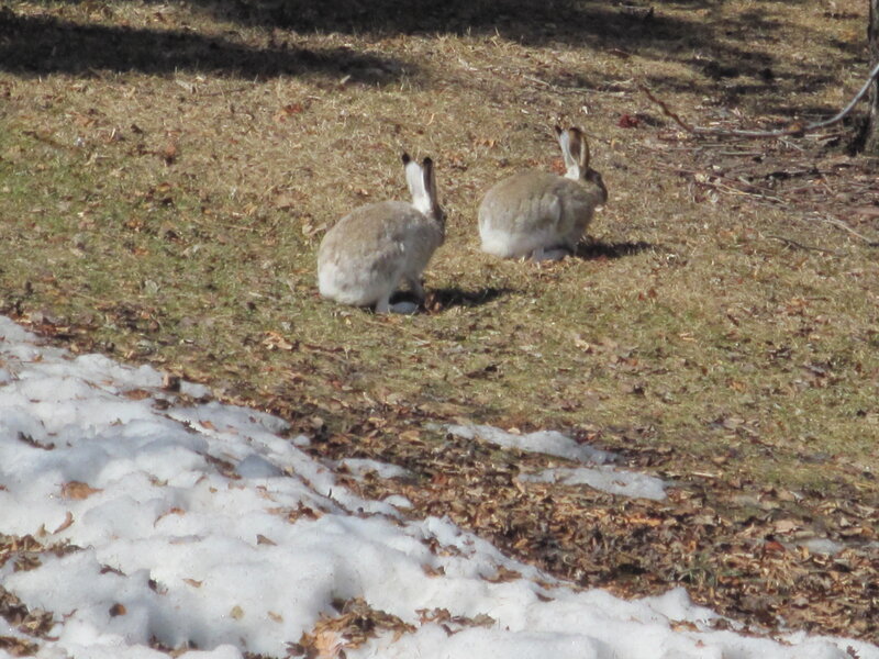 Two Snowshoe Hares — White