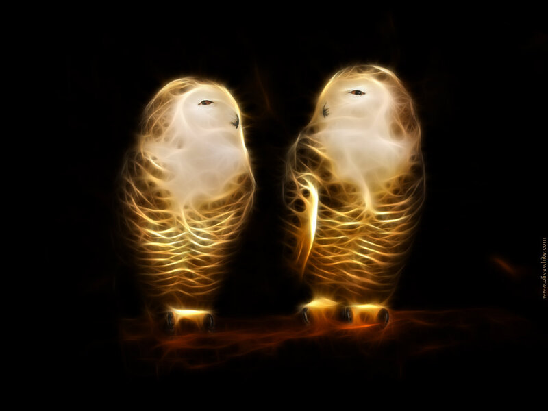 Two Snowy Owls — Black