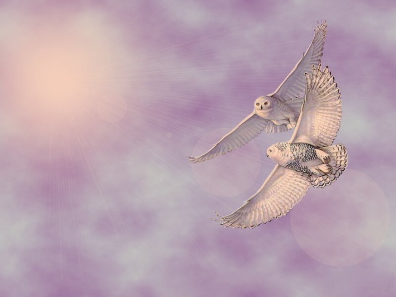 Two Snowy Owls in Flight