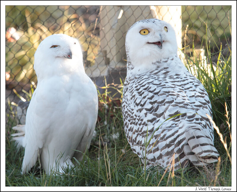 Two snowy owls in grass