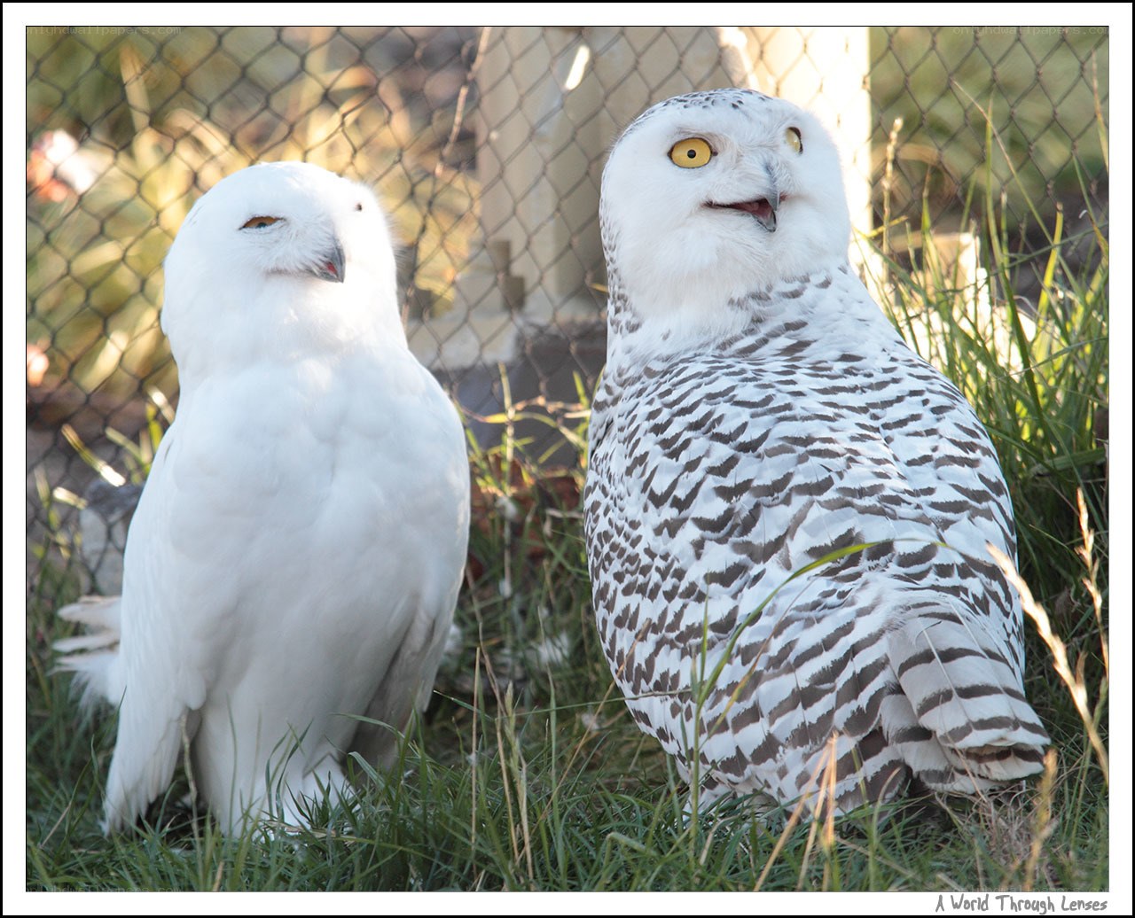 Two snowy owls in grass