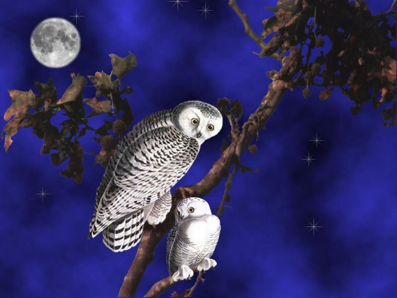 Two Snowy Owls on Branch