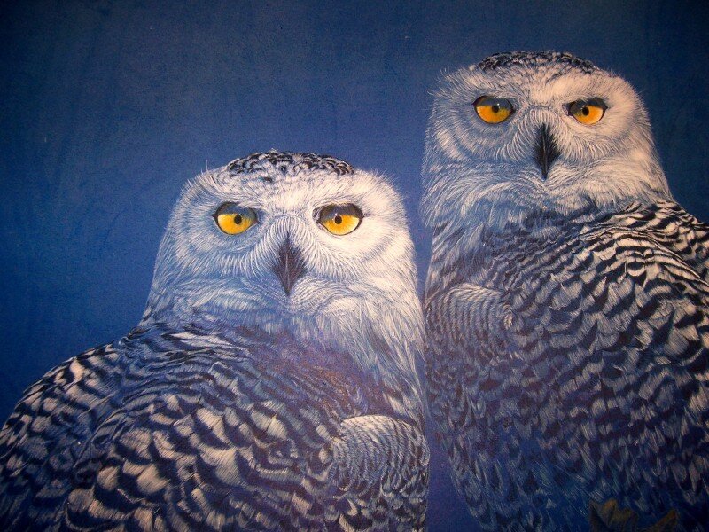 two snowy owls portrait
