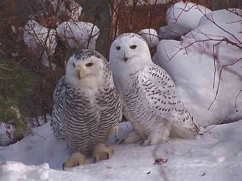 Two Snowy Owls