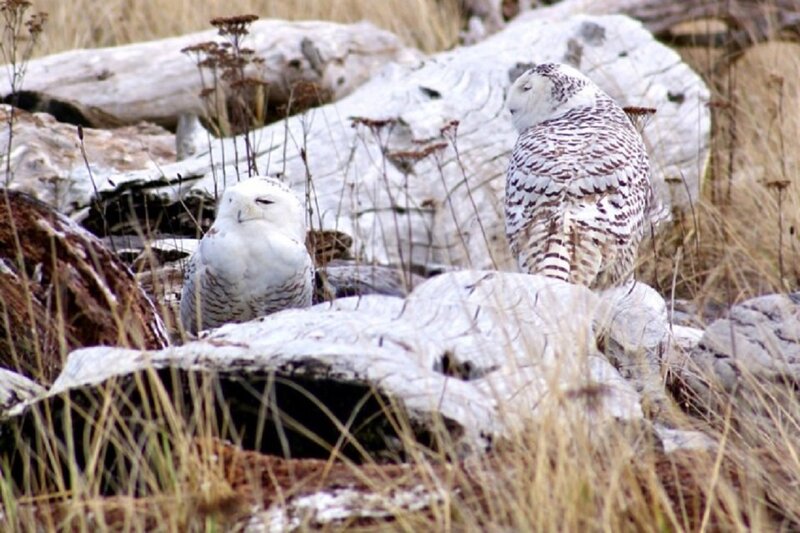 Two Snowy Owls — White, Calm