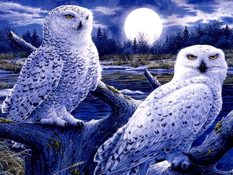 Two Snowy Owls — White