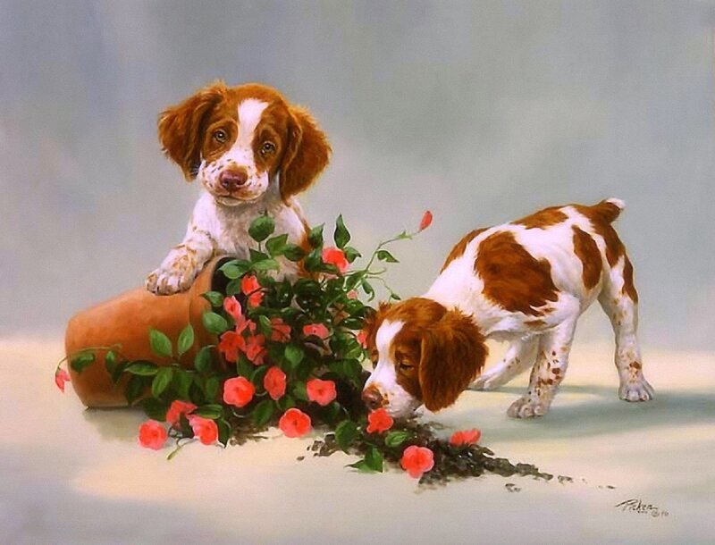 Two Spaniel Puppies — Brown, Calm