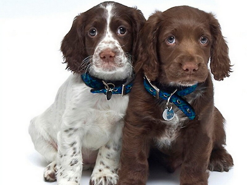 Two Spaniel Puppies — Brown, Innocent