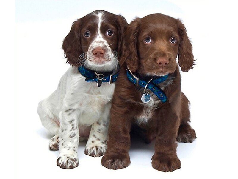 Two Spaniel Puppies — Brown