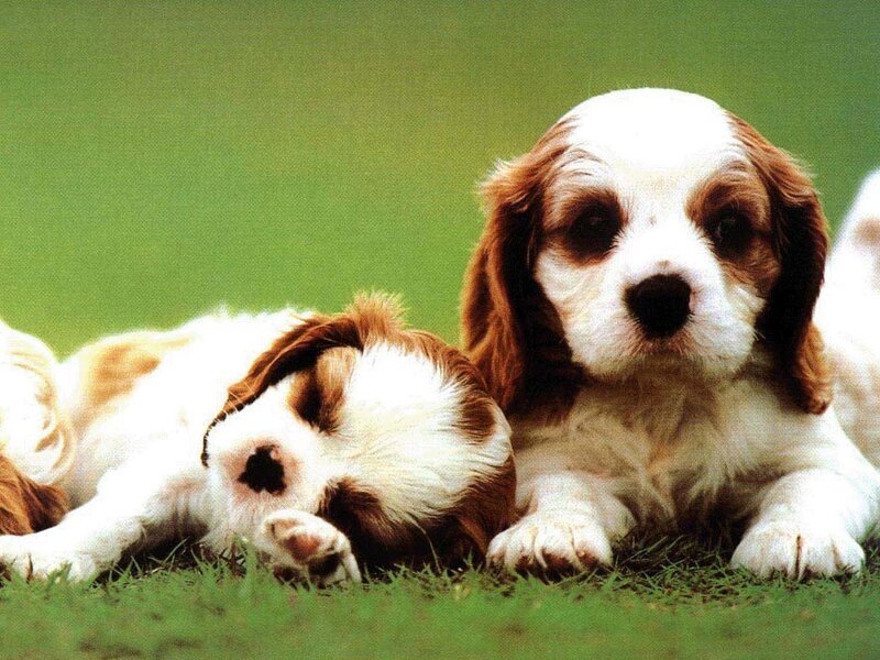 Two Spaniel Puppies — Green