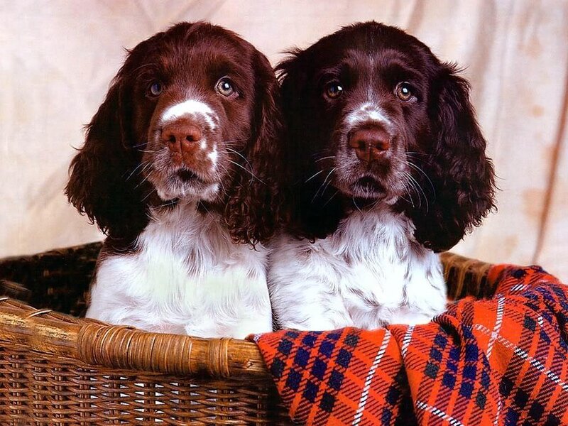two spaniel puppies in a basket
