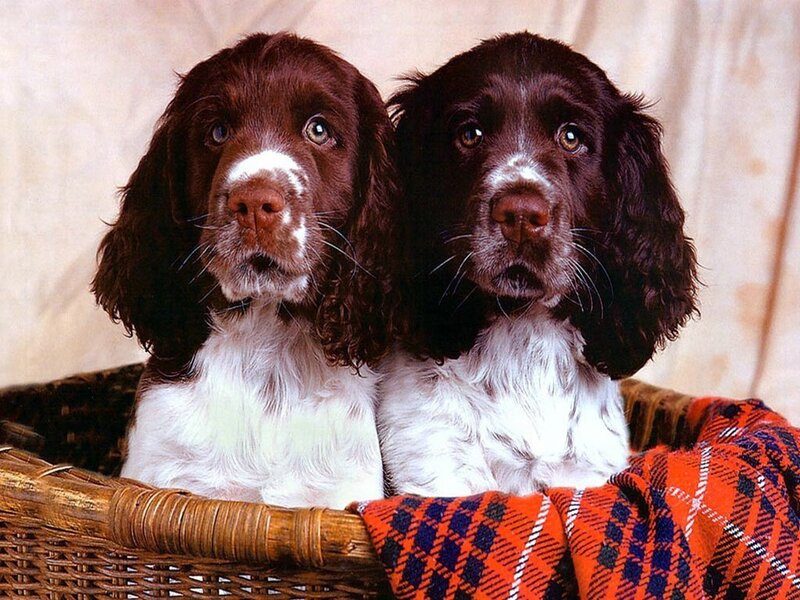 Two Spaniel Puppies