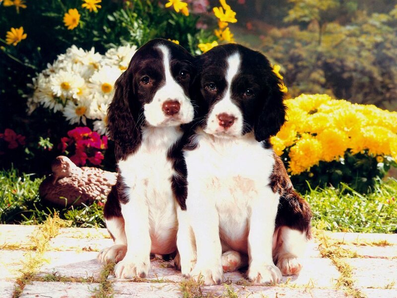 Two Spaniel Puppies — White
