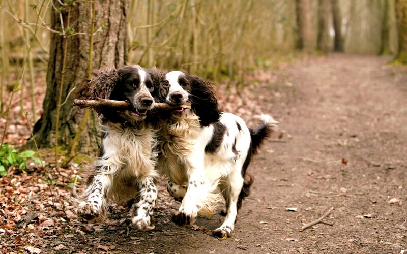 Two Spaniels Holding Stick