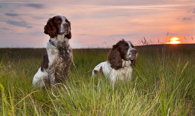 Two Spaniels in Field — Green