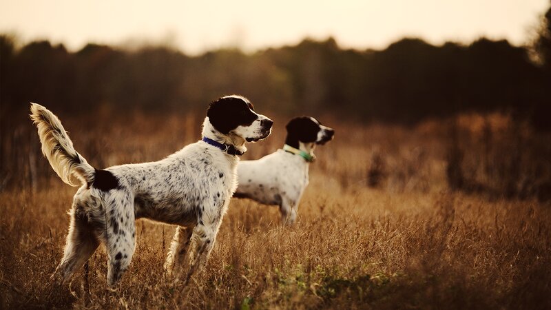 Two Spaniels in Field