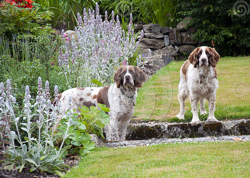 Two Spaniels in Garden