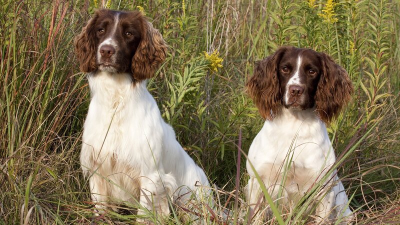 Two Spaniels in Grass — Brown