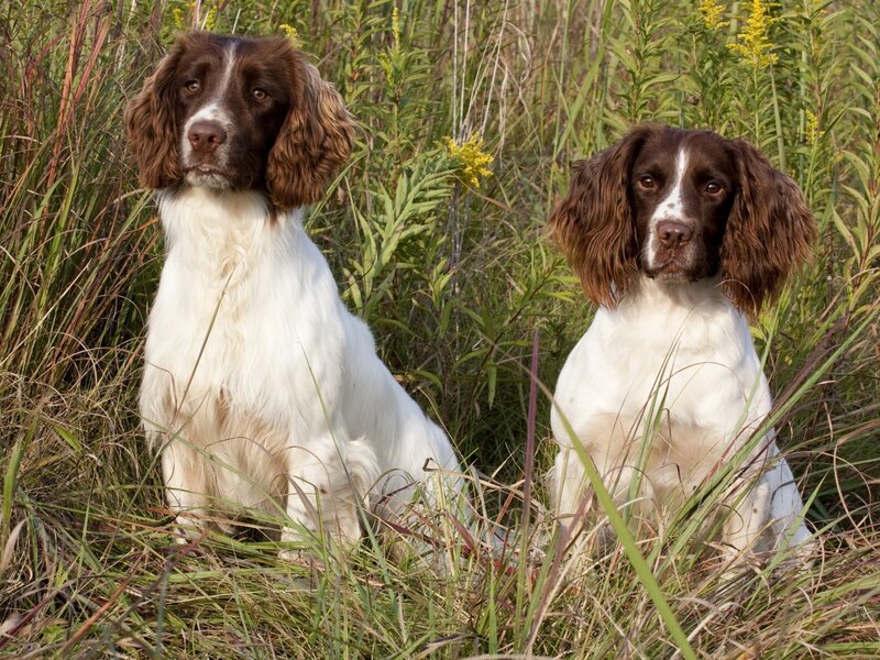 Two Spaniels in Grass