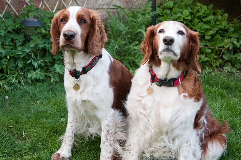 Two spaniels on a lawn
