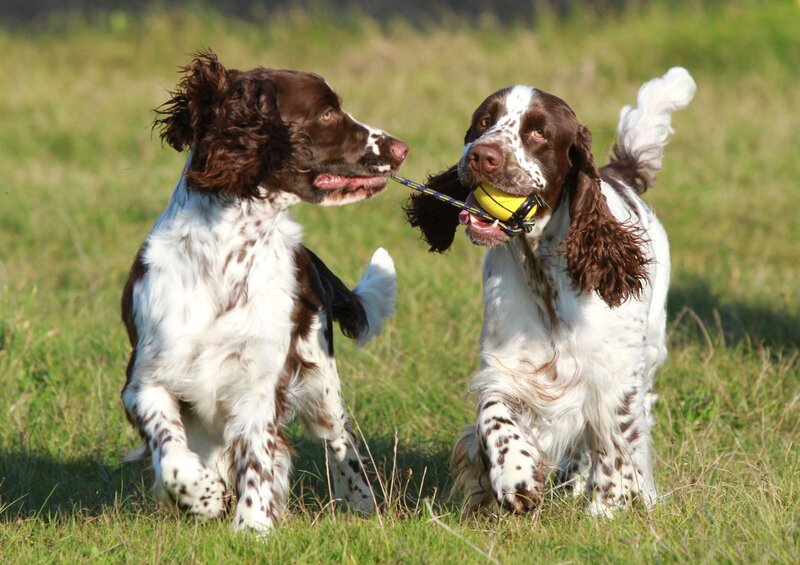 Two Spaniels Playing
