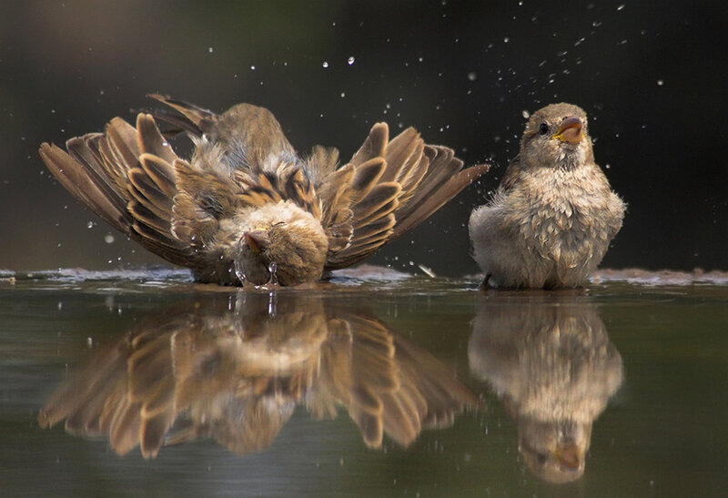 Two Sparrows Bathing — Brown, Active, Photograph