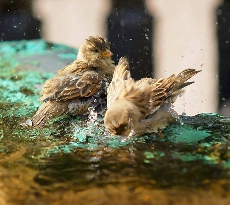 Two Sparrows Bathing — Brown