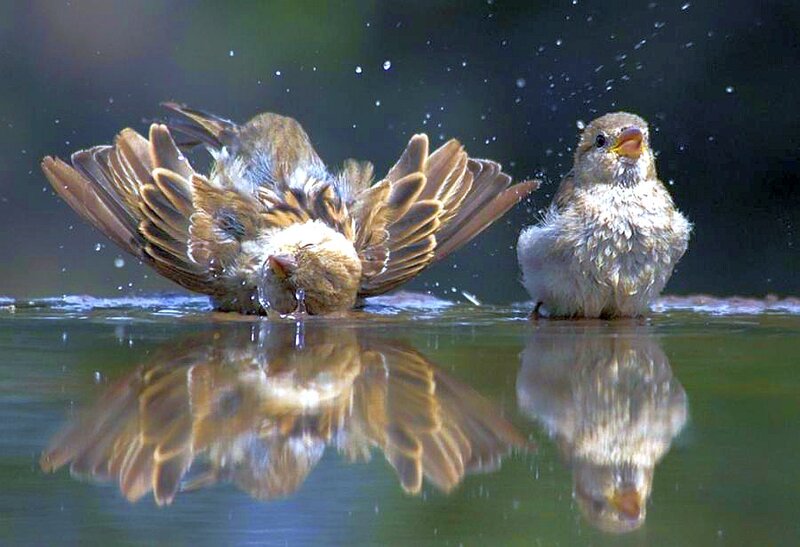 Two Sparrows Bathing