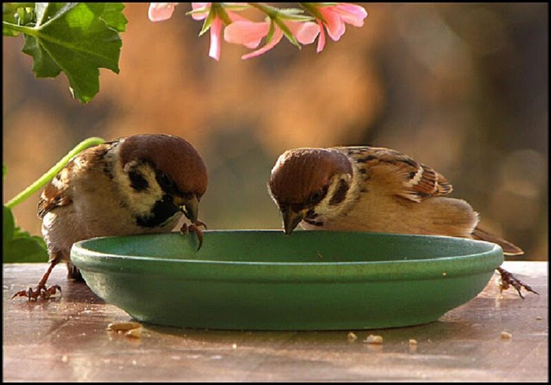 Two Sparrows Drinking