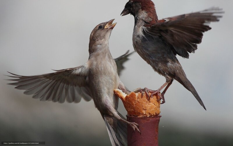 Two sparrows fighting for food